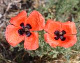 Papaver arenarium