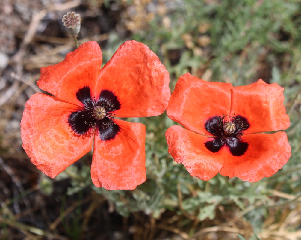Image of Papaver arenarium specimen.