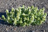 Dracocephalum heterophyllum. Цветущее растение. Таджикистан, Горно-Бадахшанская автономная обл., Мургабский р-н, Аличурская дол., выс. ≈ 3800 м н.у.м., щебнистая обочина дороги. 3 июля 2024 г.