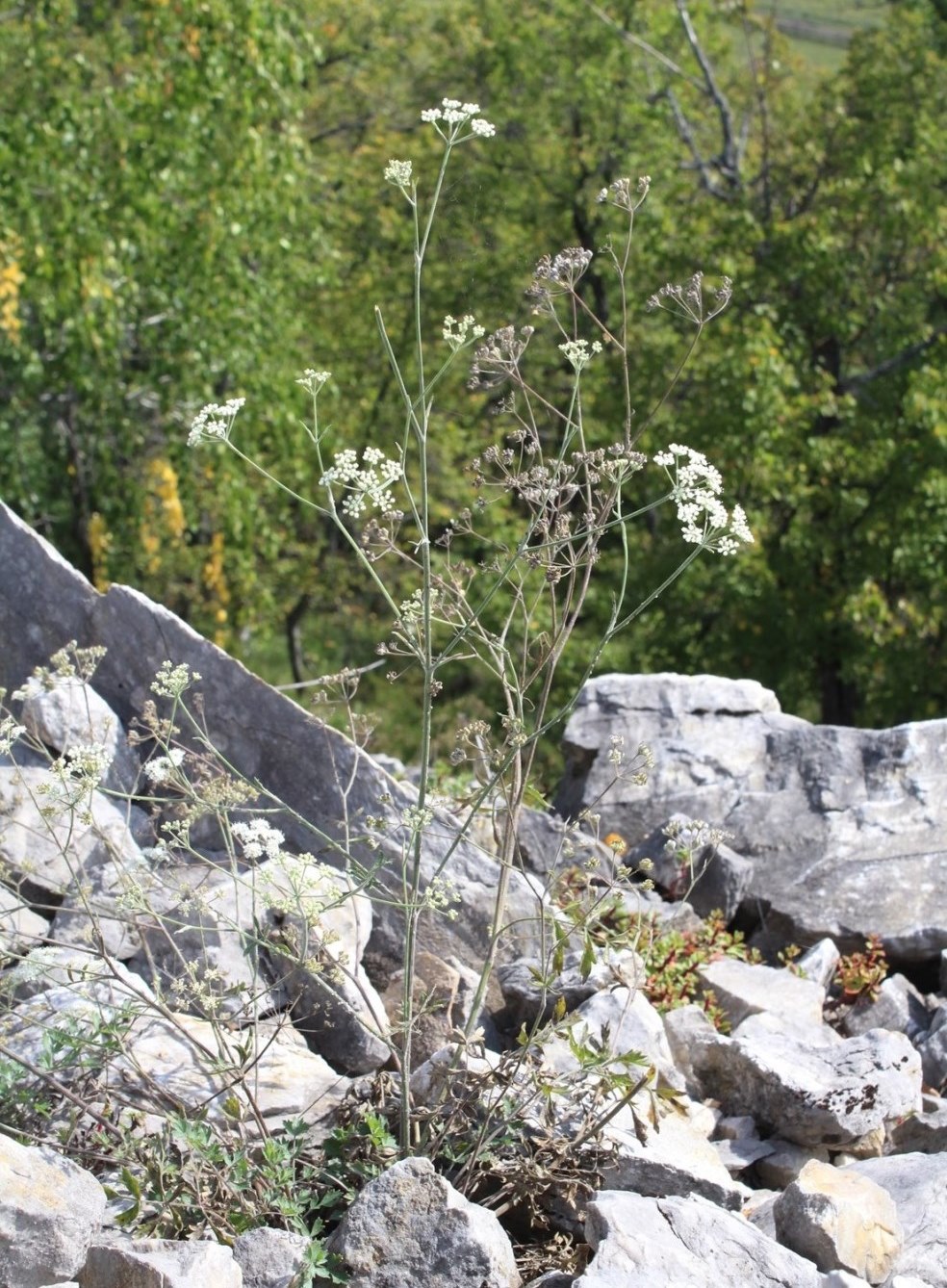 Image of Pimpinella tragium specimen.