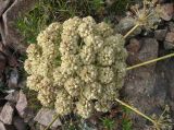 Archangelica brevicaulis