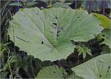 род Petasites