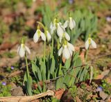 Galanthus elwesii