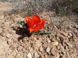 Tulipa alberti