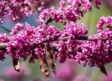 Cercis siliquastrum