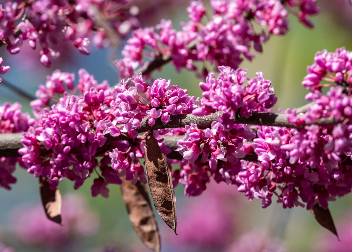 Image of Cercis siliquastrum specimen.