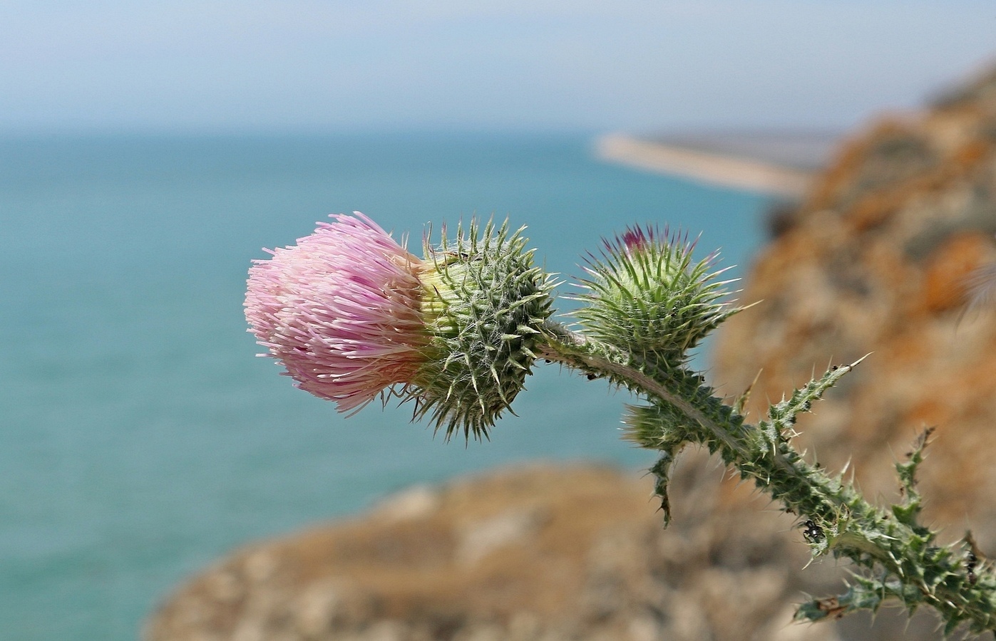Image of Carduus uncinatus ssp. davisii specimen.