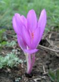 Colchicum arenarium