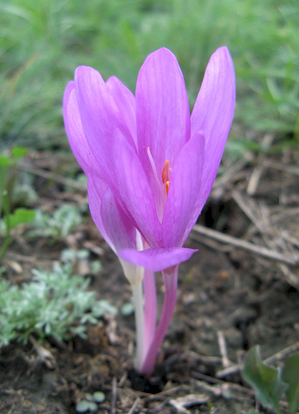 Image of Colchicum arenarium specimen.