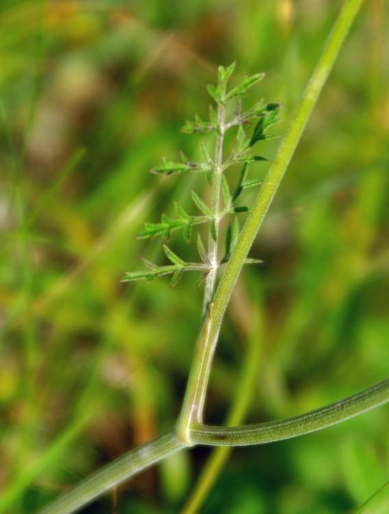 Изображение особи Pimpinella nigra.