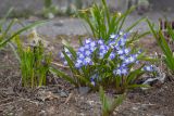 Chionodoxa forbesii. Цветущие растения. Мурманск, Октябрьский р-н, цветник. 16.05.2025.