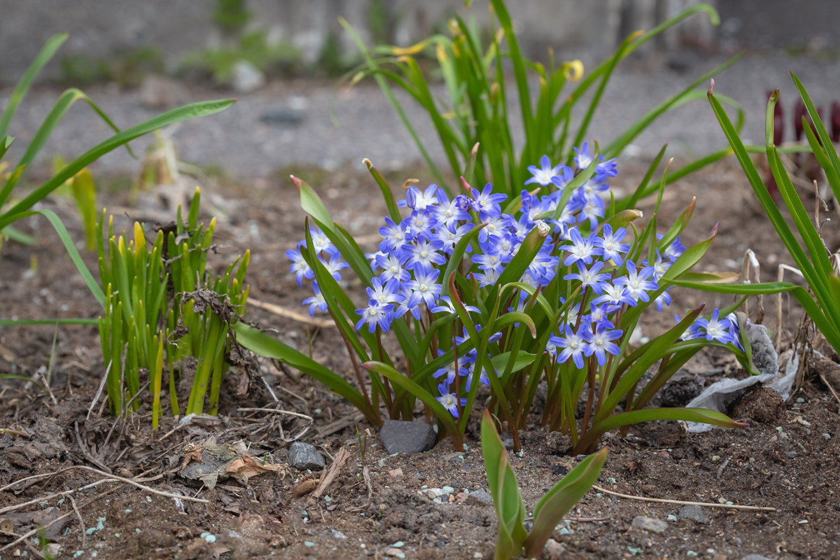 Image of Chionodoxa forbesii specimen.