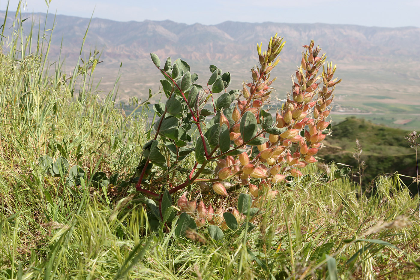 Image of Astragalus tatjanae specimen.