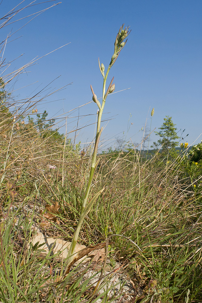Image of Himantoglossum caprinum specimen.