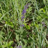 Salvia dumetorum