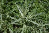 семейство Asteraceae. Верхушка вегетирующего растения. Турция, ил Карс, р-н Дигор, 3 км на северо-восток от с. Халыкышлак, выс. ок. 1300 м н.у.м., глинистый склон. 19 мая 2025 г.