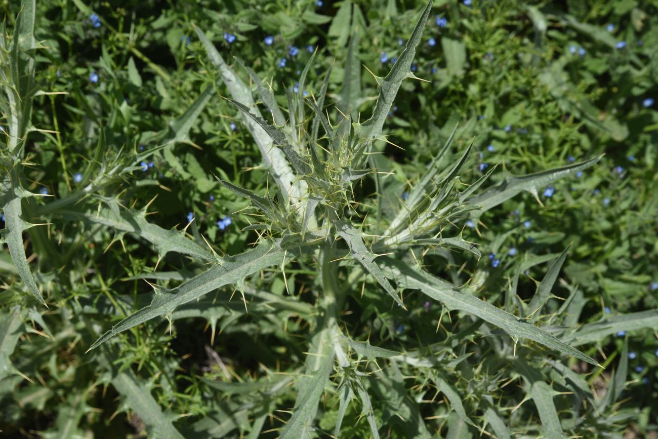 Image of familia Asteraceae specimen.