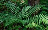 Dryopteris filix-mas