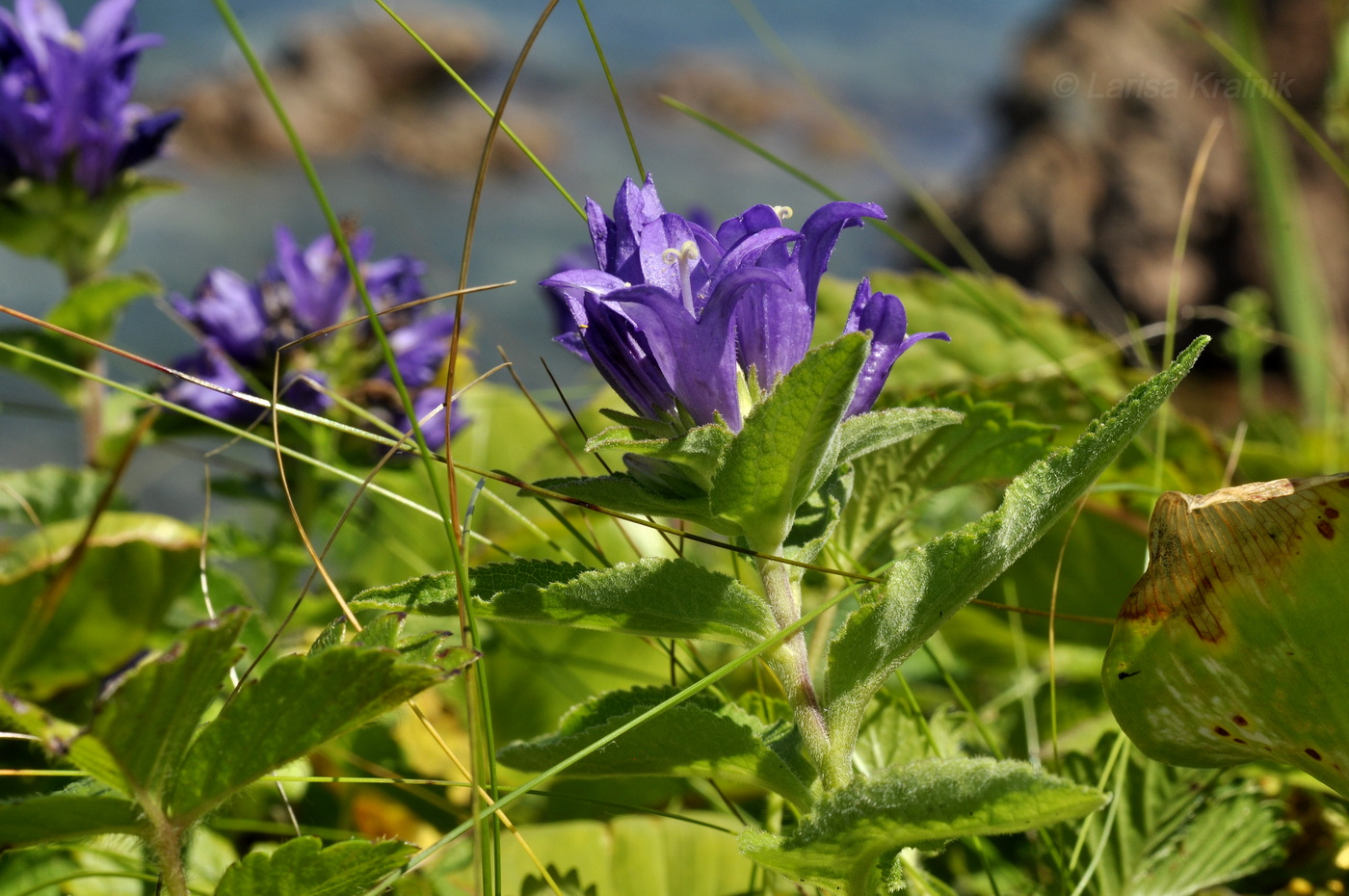 Изображение особи род Campanula.