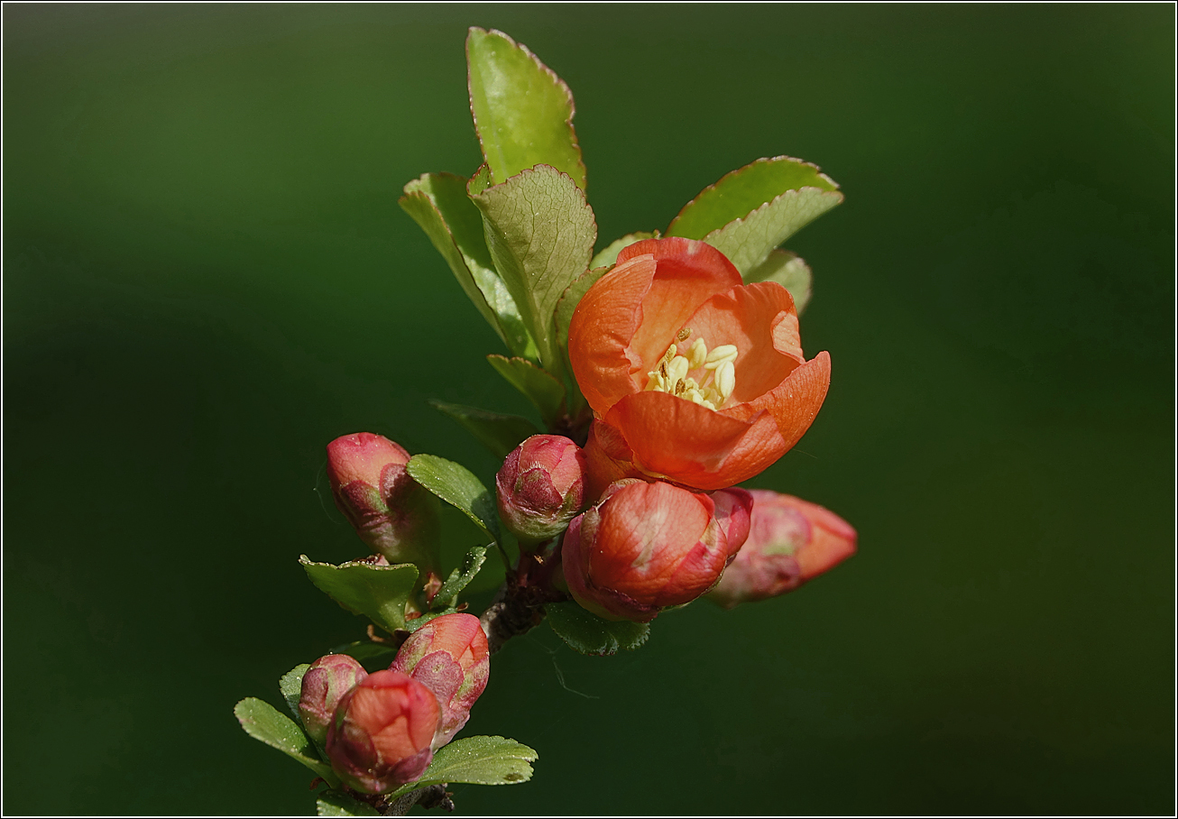 Image of Chaenomeles japonica specimen.