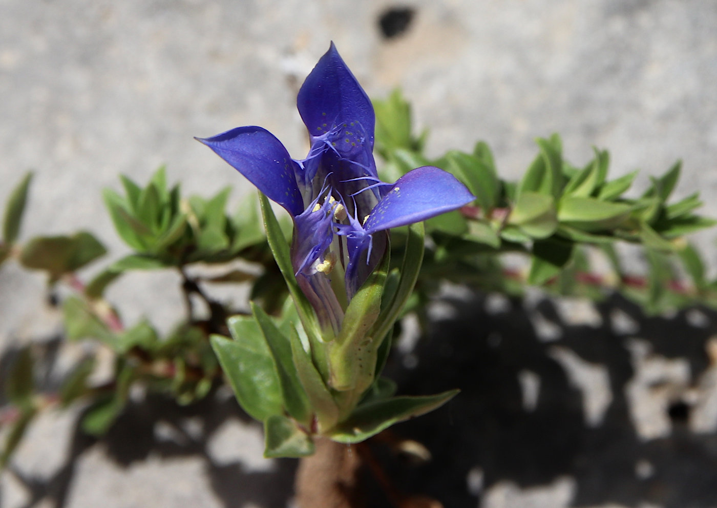 Image of Gentiana grossheimii specimen.