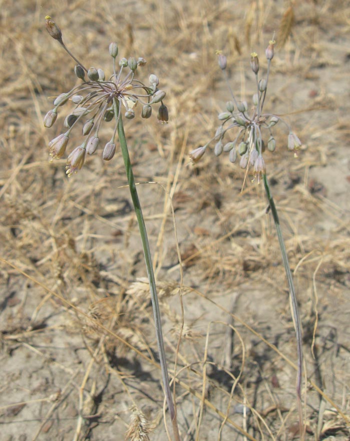 Image of Allium paczoskianum specimen.