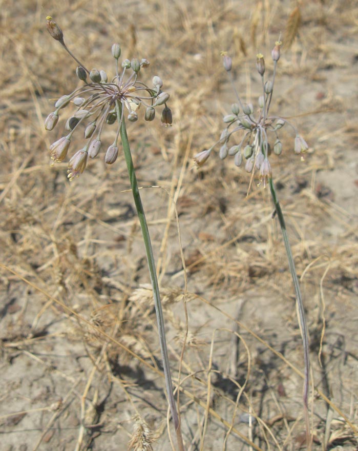 Изображение особи Allium paczoskianum.