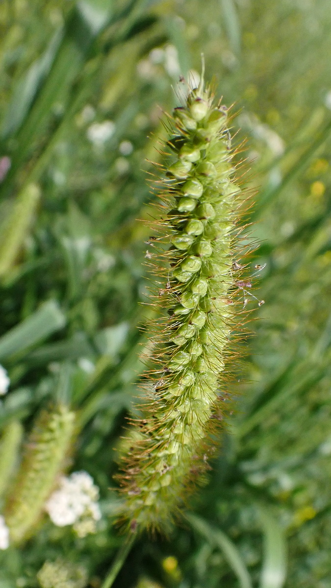 Image of Setaria pumila specimen.