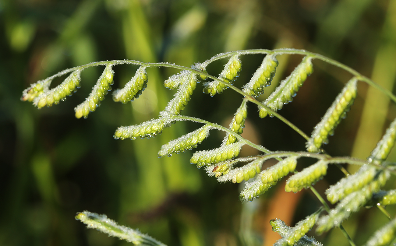 Изображение особи Eriochloa villosa.