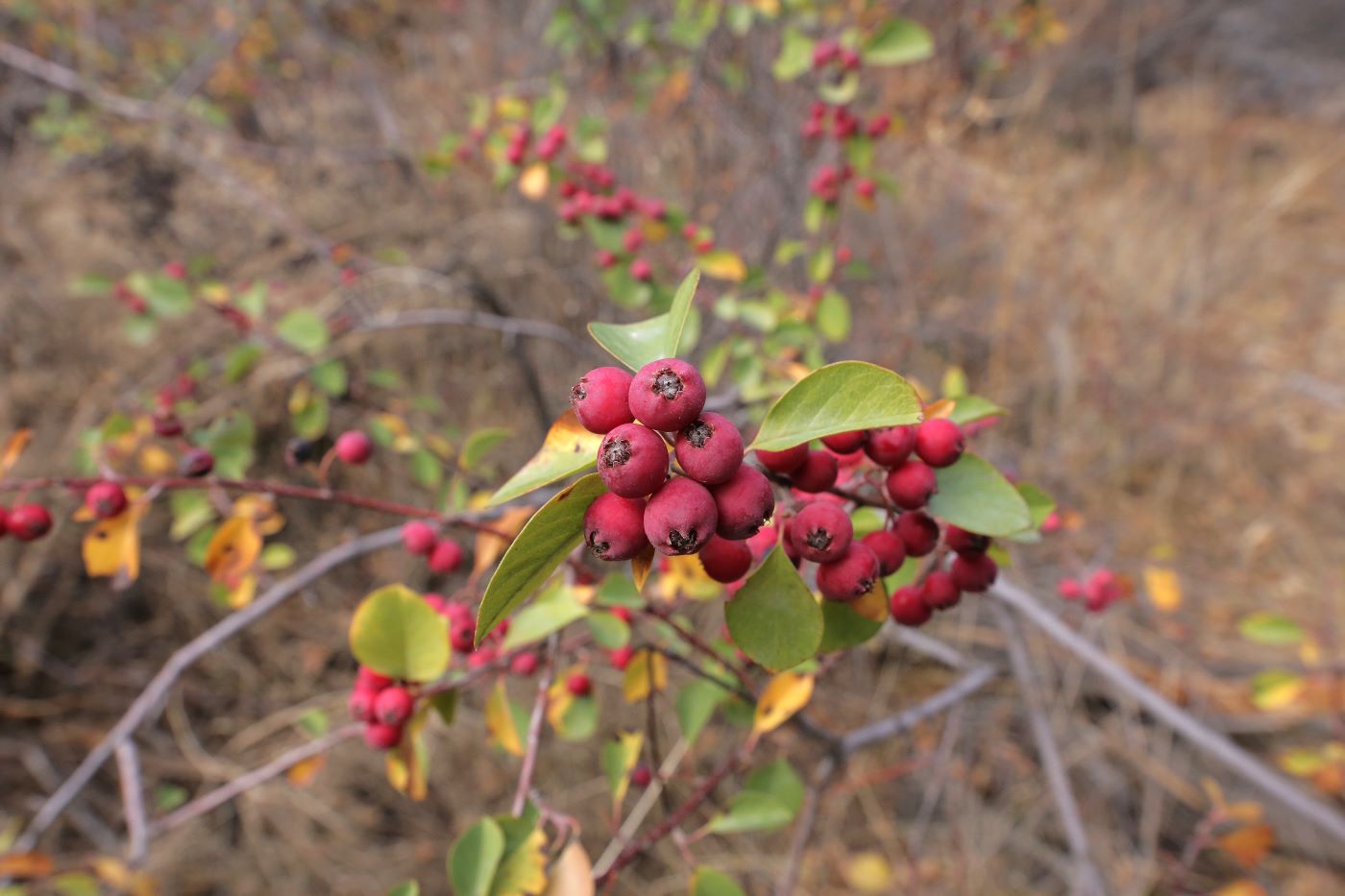 Image of genus Cotoneaster specimen.