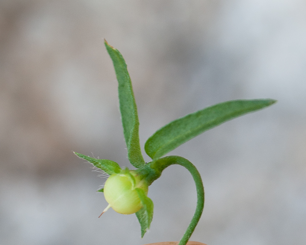 Изображение особи Convolvulus siculus.