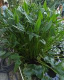 Pontederia cordata. Плодоносящие растения. Абхазия, г. Сухум, Сухумский ботанический сад, пруд. 13.08.2024.