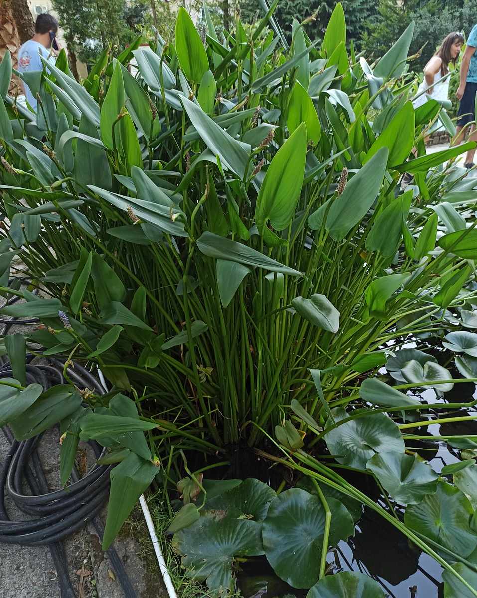 Изображение особи Pontederia cordata.
