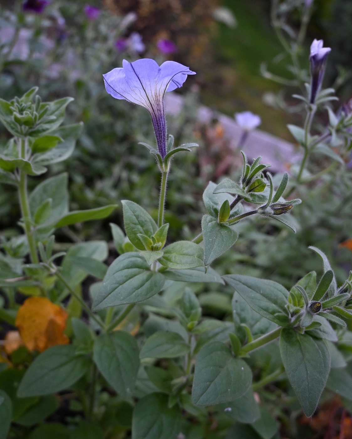 Image of Unknown species specimen.