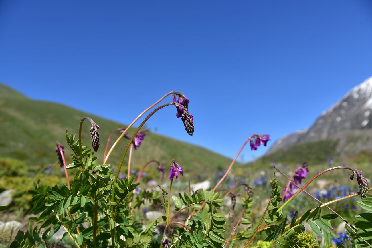 Изображение особи Hedysarum caucasicum.
