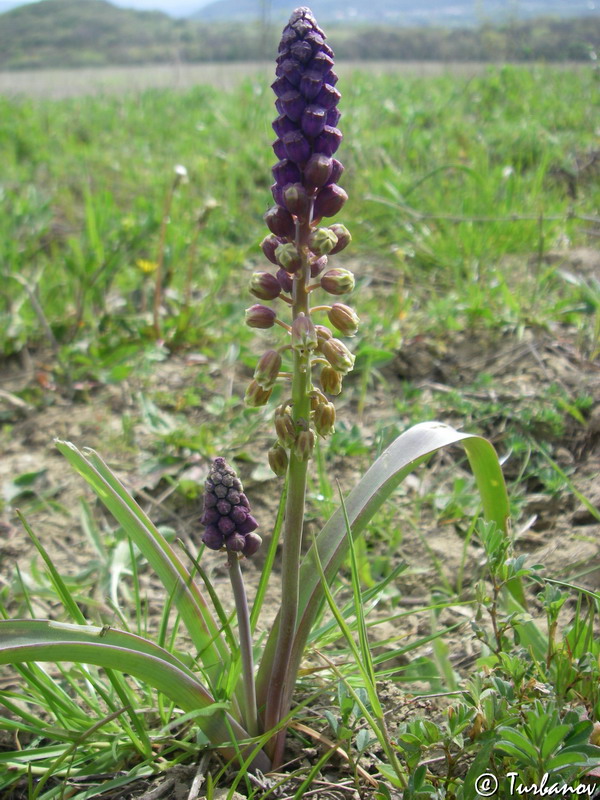 Image of genus Bellevalia specimen.