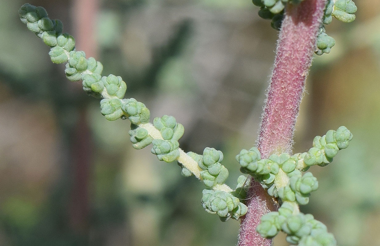 Image of familia Chenopodiaceae specimen.