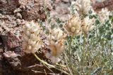 Astragalus ellipsoideus