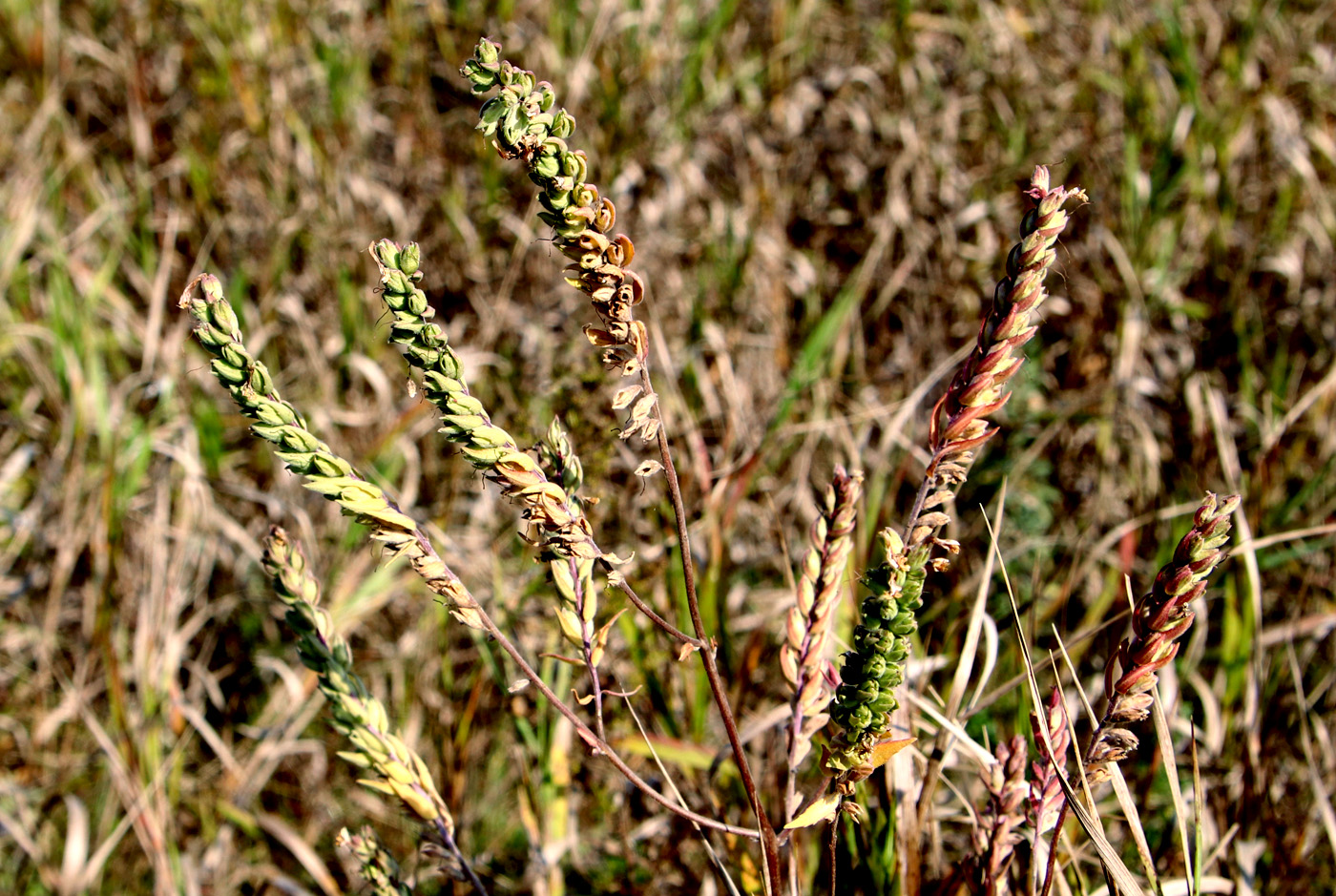Image of Odontites vulgaris specimen.
