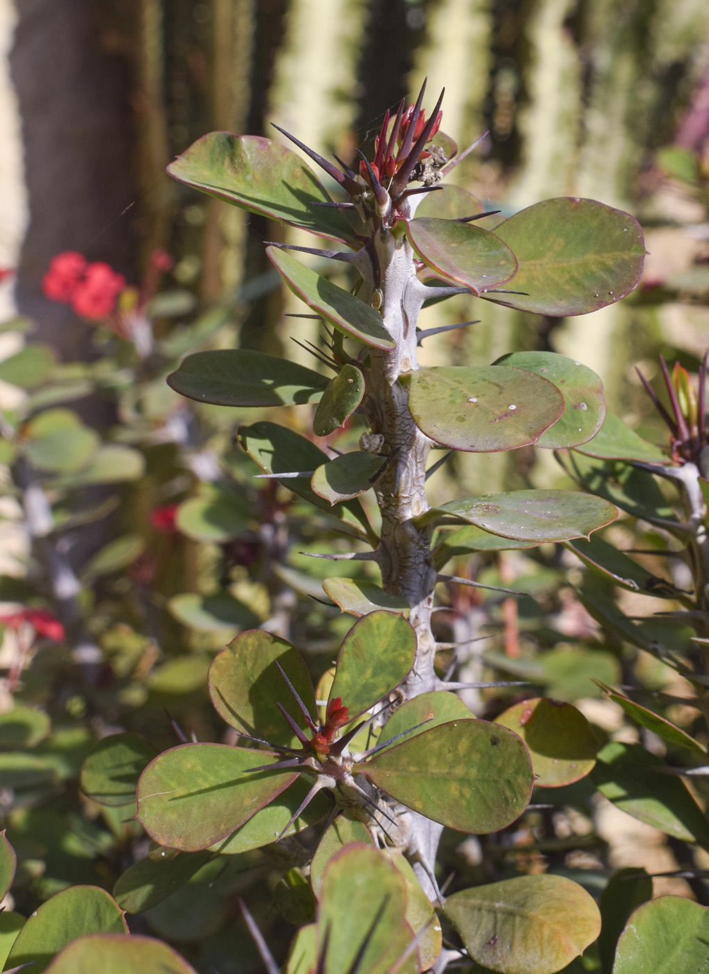 Изображение особи Euphorbia splendens.