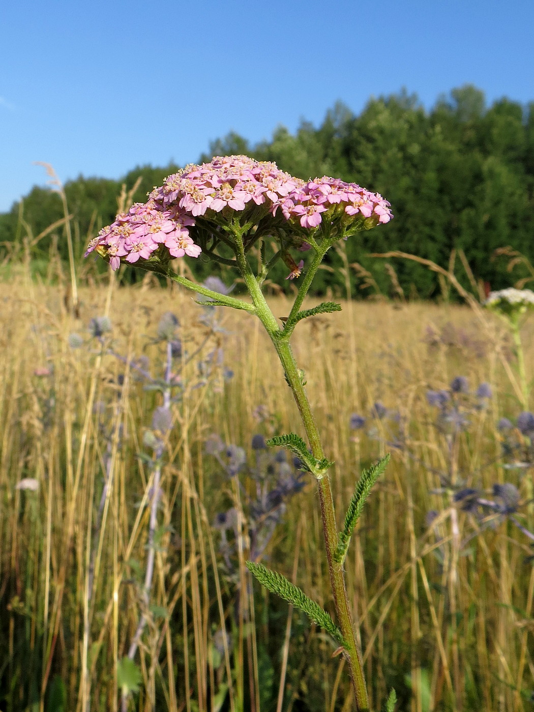 Изображение особи Achillea asiatica.