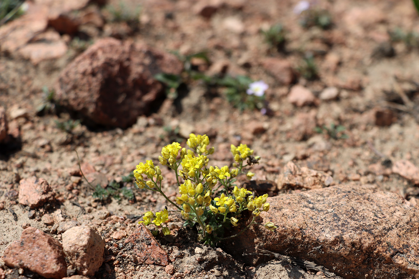 Изображение особи Draba alberti.