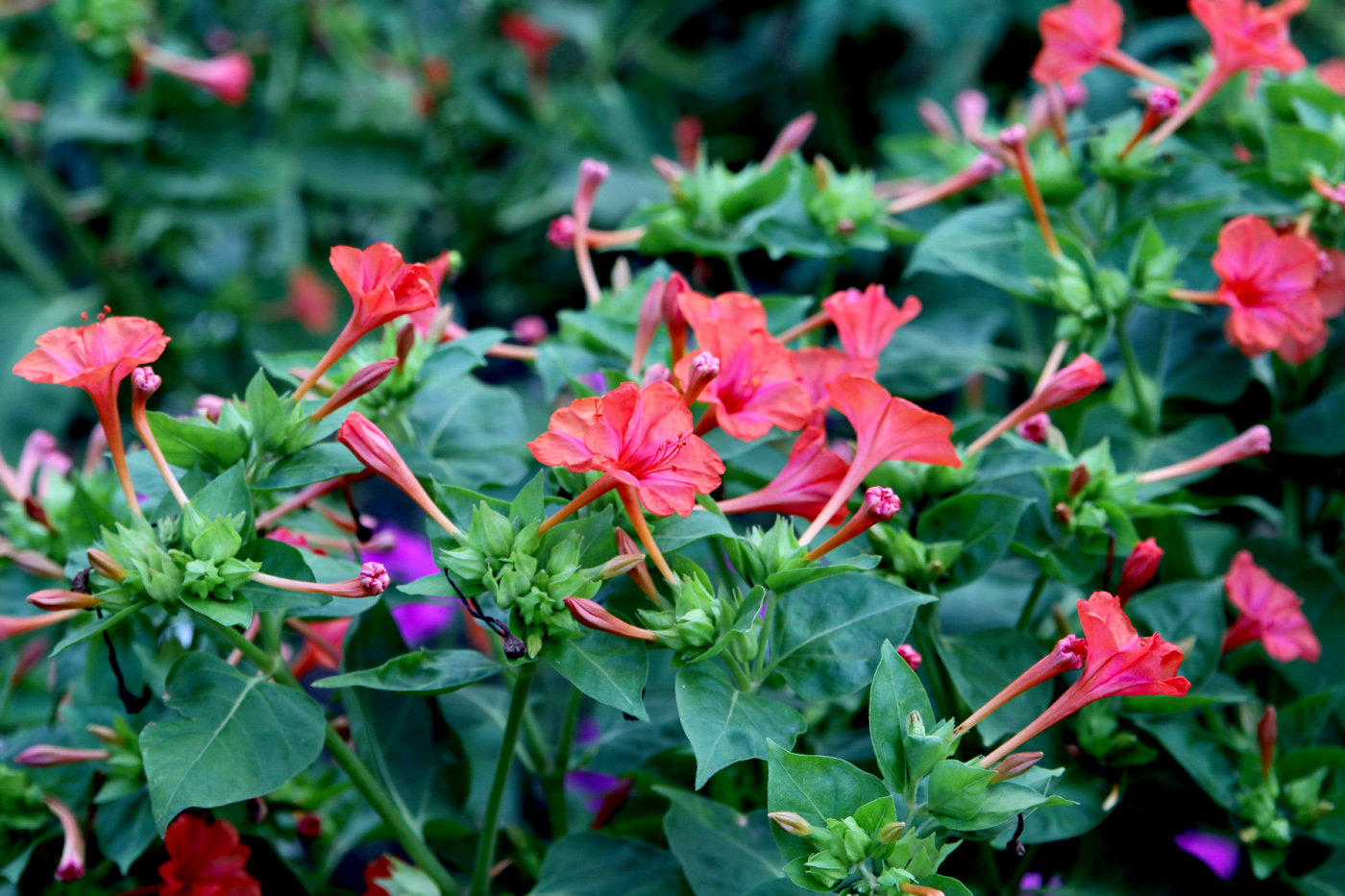 Изображение особи Mirabilis jalapa.