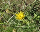 Berkheya radula. Верхушка цветущего растения. ЮАР, пров. Гаутенг, пригород Киблер Парк (Kibler Park), природный запов. \"Клиприверсберг\" (Klipriviersberg Nature Reserve), саванна, экотропа. 20.01.2025.