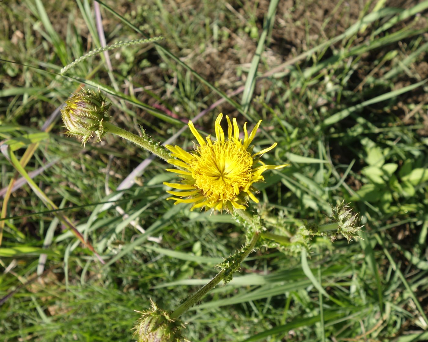 Image of Berkheya radula specimen.