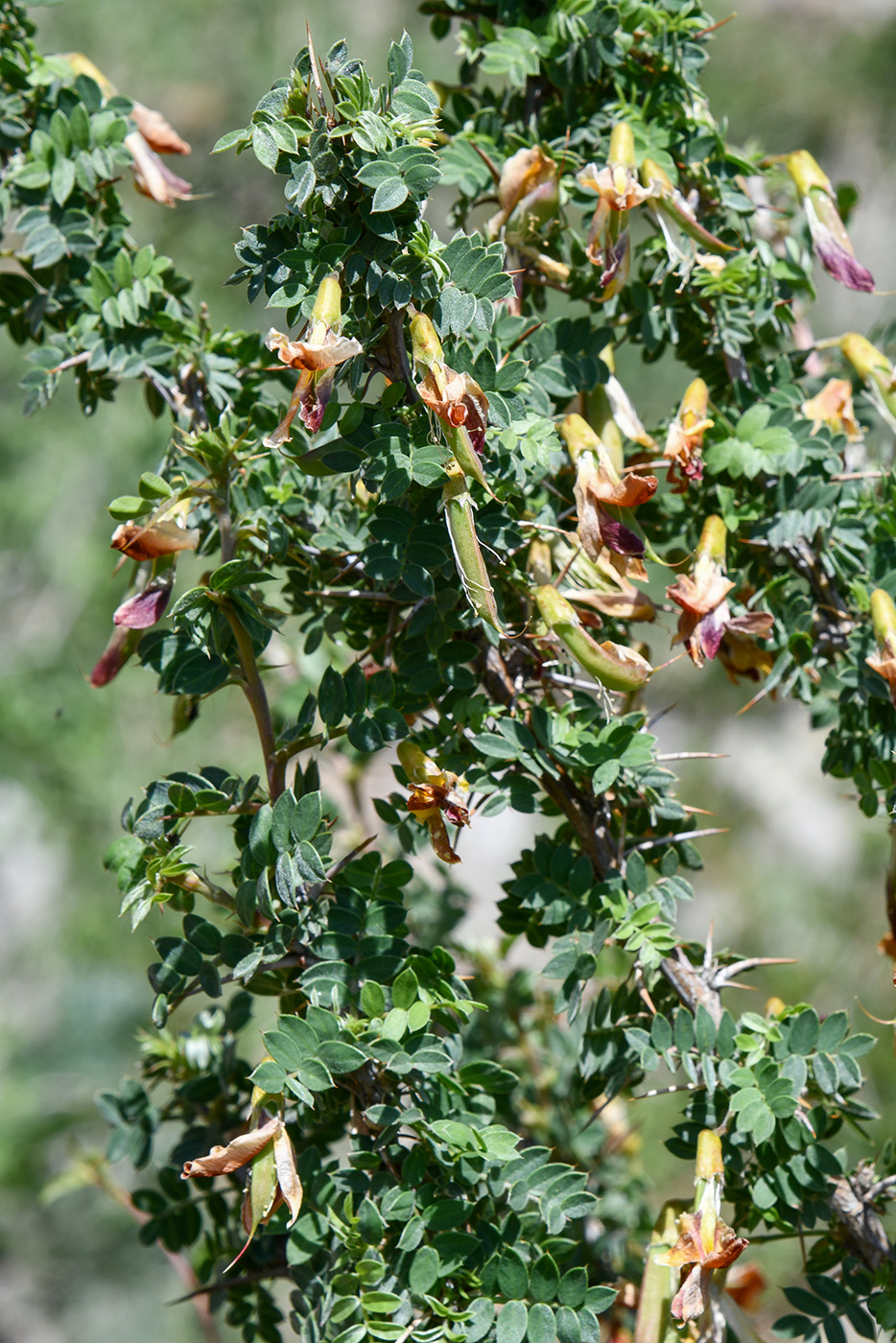Изображение особи Caragana acanthophylla.