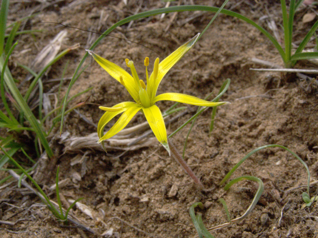 Image of Gagea bergii specimen.