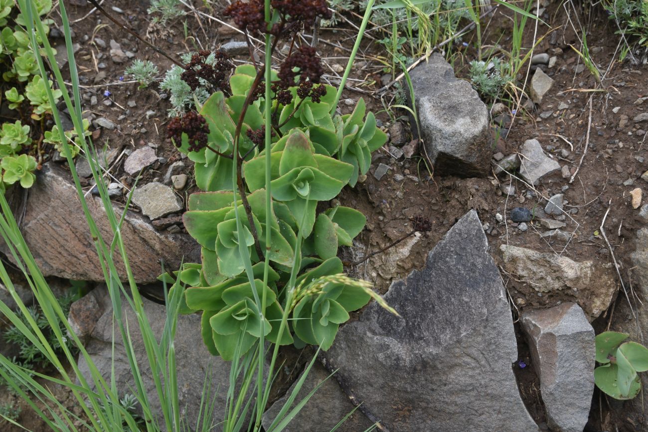 Image of Unknown species specimen.