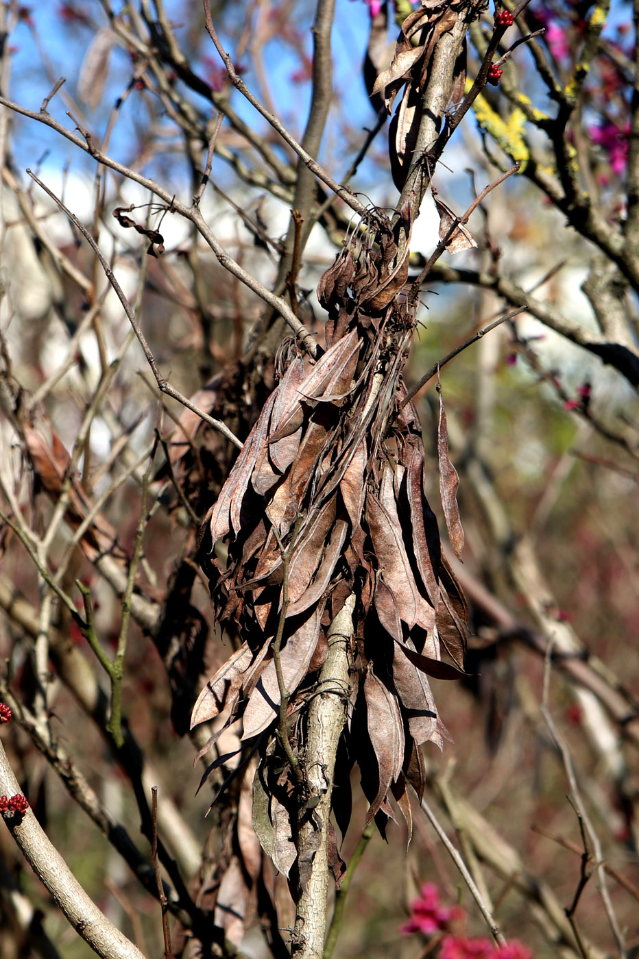 Изображение особи Cercis chinensis.