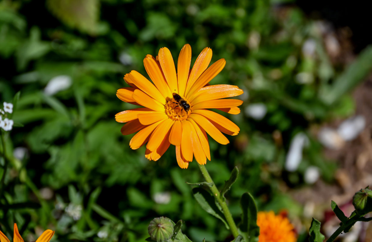 Изображение особи Calendula officinalis.